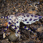 Hapalochlaena lunulata